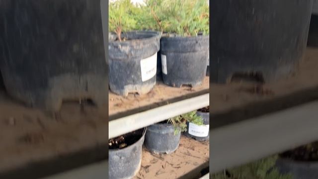 Собственное производство - 100 000 хвойных растений в ангаре!