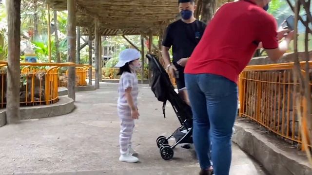 AVILON ZOO DAY TOUR 2022🦒🦧 + Feeding the Girrafe!🦒 (Philippines) | Michelle Monterubio смотреть онлайн