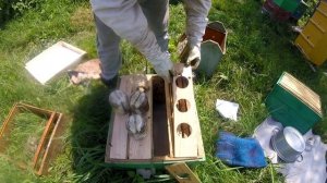 Облётник для 4-х маток. Соты в банках...