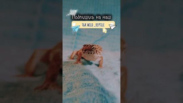 Подпишись в тg #эублефар