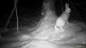 Закрытие сезона видео охоты 2023.