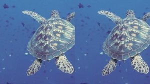 3D VR Video | Turtle in the Ocean | Underwater world