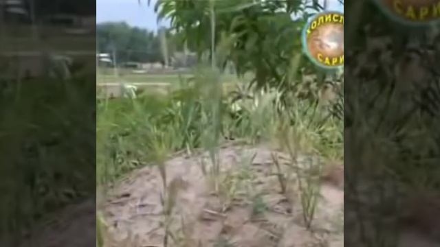 indamaslar olami Hayrulla hamidov смотреть онлайн