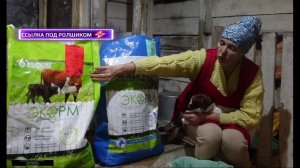 БАГИРА ОКОТИЛАСЬ