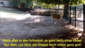 Schnappi  -  Ein Lama in Yokohama (Lyrics)