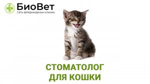 Стоматология кошек
