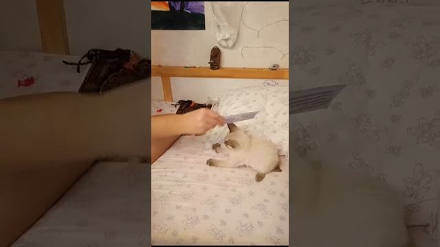 милый котёнок Умка играет с палочкой.🥹🥰😍😺😻