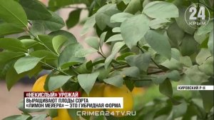 Крымские аграрии приступили к сбору лимонов