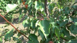 Абрикос ФАРЕЛИ на 30.08. / Поздний сорт сладкого насыщенного вкуса с медовыми тонами