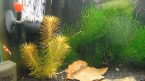 Ротала Валиха без СО2 и Удо