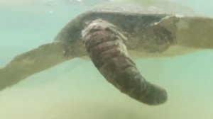 Черепахи на Шри-Ланке