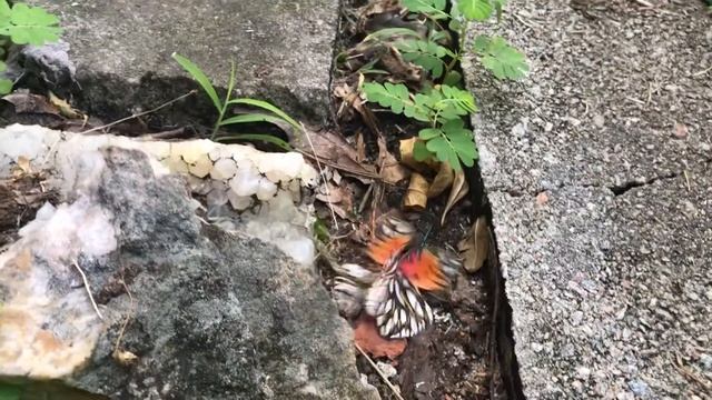 Gulf Fritillary butterfly смотреть онлайн
