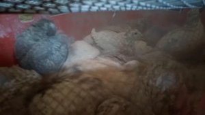Купание перепелов в золе. Гигиенические процедуры для здоровья перепёлки или кур.