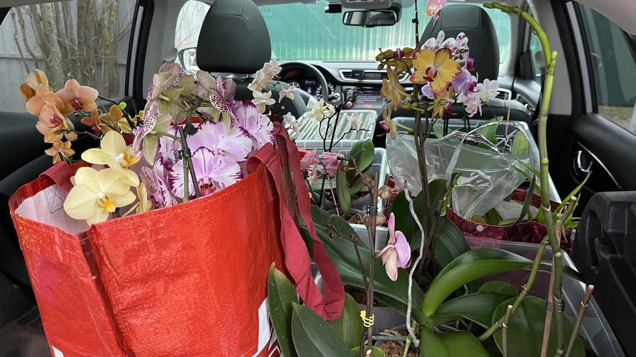 ВЛОГ ОРХОМОБИЛЬ! ВЫВОЖУ МАМУ С ДАЧИ 5-13.11.22 смотреть онлайн