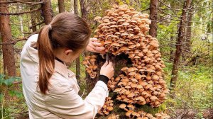 VLOG Выходные на даче! Собираем опята, греемся в бане 11-12.09.21