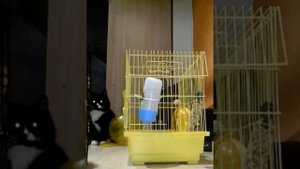 Ура купили джунгариков пересаживаем в клетку