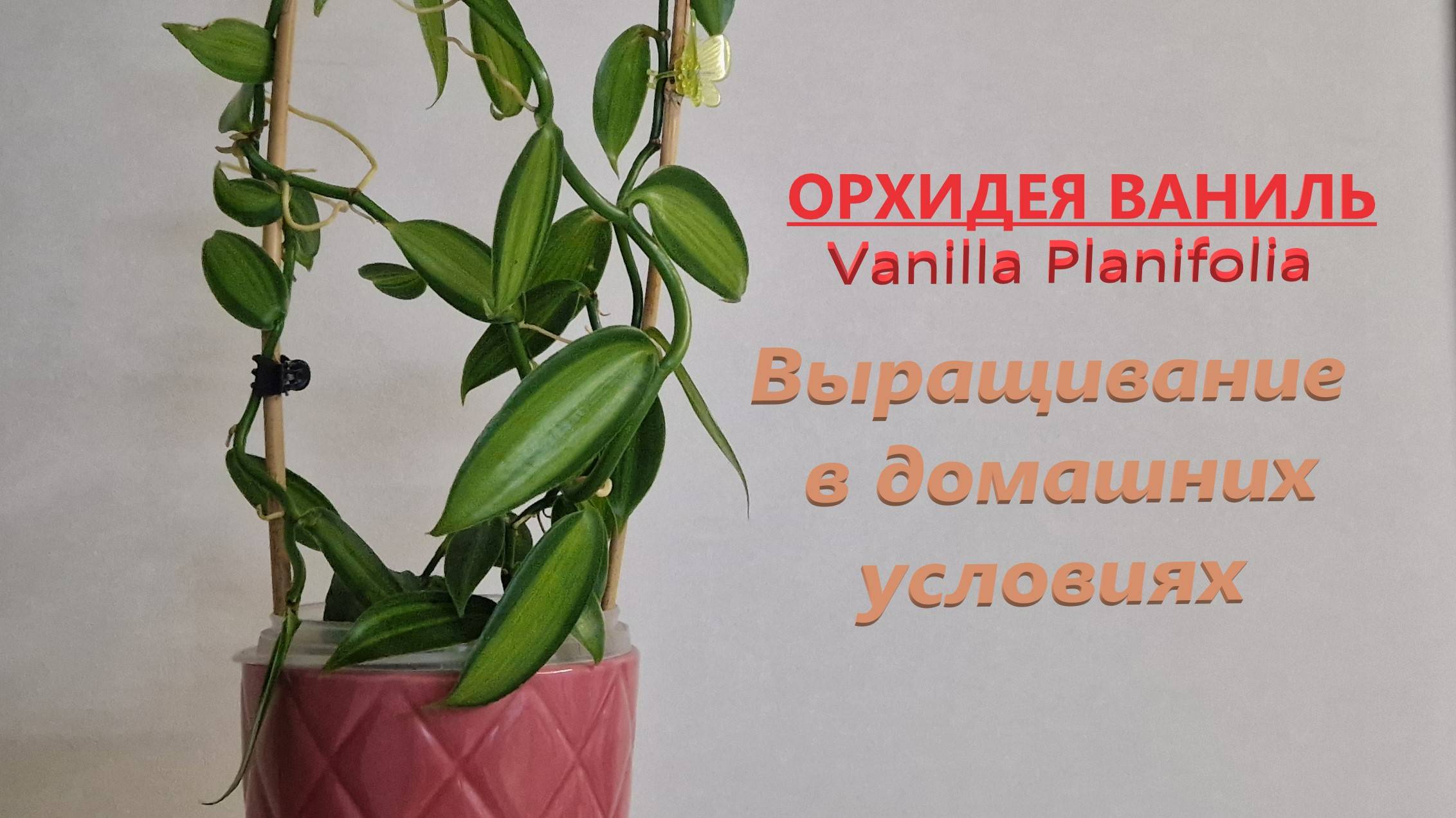 Орхидея Ваниль. Уход в домашних условиях. Как подобрать грунт и способ полива. Мой опыт