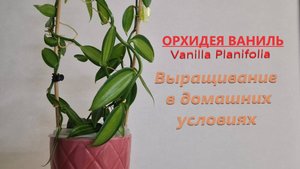 Орхидея Ваниль. Уход в домашних условиях. Как подобрать грунт и способ полива. Мой опыт