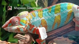 Пантерный хамелеон.