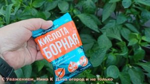 ВСЕГО ТРИ РАЗА ОПРЫСКИВАЮ ПЕРЕЦ, ЗАКЛЮЧИТЕЛЬНАЯ ПОДКОРМКА ПЕРЦА В КОНЦЕ ИЮЛЯ, в НАЧАЛЕ АВГУСТА