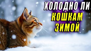 Холодно ли кошкам зимой