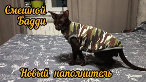 Новый наполнитель с Авито/Смешные коты, немного о них