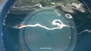 Новости с разводни, работа с анциструсом. 21.03.24