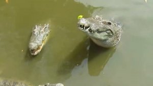 Крокодил не ловится