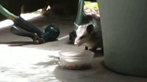 opossum....My new friend..!