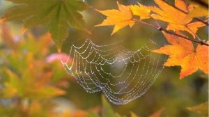 День матери 2024