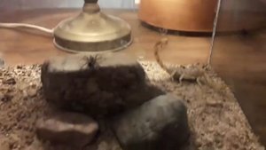 Скорпион охотится