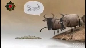 Приколь  крокодил  VS  карова