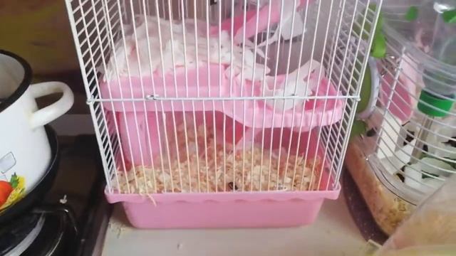1 ДЕНЬ СТЕПАШКИ У МЕНЯ ДОМА || ЧЁРНЫЙ МОНСТРИК