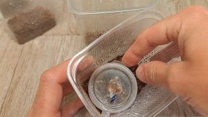 Пересадка Pterinochilus murinus  в новые контейнеры. #паукптицеед