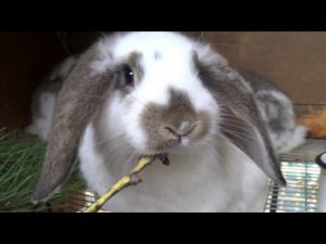 миксовый кролик французского барана и строкача