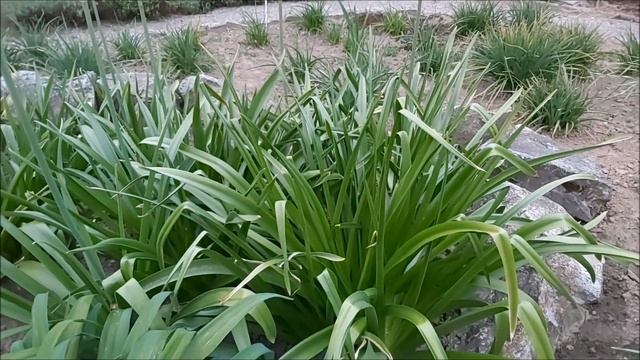 Pustynnik Olbrzymi - Poradnik Ogrodowy #297 смотреть онлайн