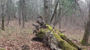 В гостях у леса, поймала Дзен. Хорошечно