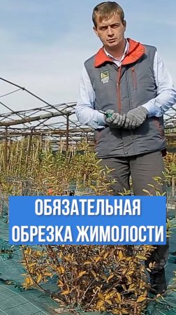 Обязательно сделайте ЭТУ ОБРЕЗКУ жимолости.