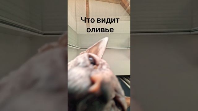 моё сообщество в ВК "Дом творчества" #remix #еда #оливье #животные