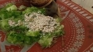 УЛИТКА АХАТИНА ОБЕДАЕТ