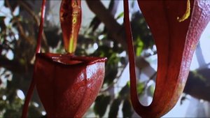 ТОП 5 САМЫХ ОПАСНЫХ РАСТЕНИЙ !!! Смотреть до конца!