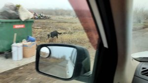 Нашли бездомную собачку на кладбище