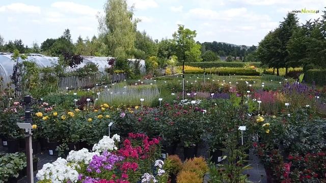 Lato w ogrodzie. Co sadzić? смотреть онлайн