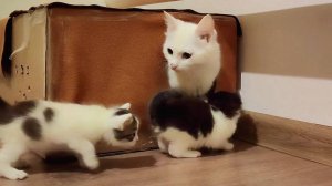 Мама-кошка зовет котят домой. Котята мяукают.