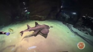 Москвариум 8 марта 2024 с Альфа-центром