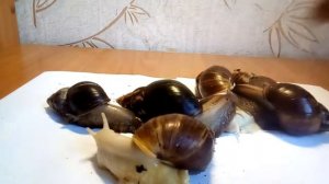 Моя коллекция улиток ахатина🐌🐌🐌