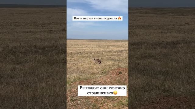 #мощный #путешествия #travelyoutube #африка #kenia #кудапоехатьотдыхать