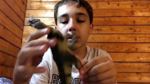Динозавры PAPO / завершающий обзор V/T