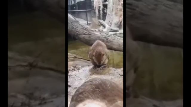 Beaver Colony - Omaha's Henry Doorly Zoo and Aquarium