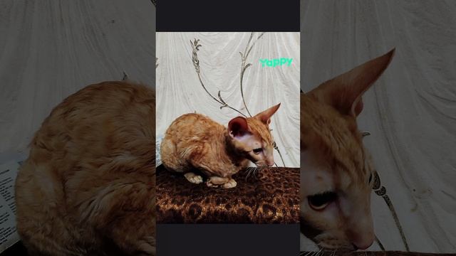 Наша маленькая любимица. 🐾 #Лиза

#Корниш-рекс